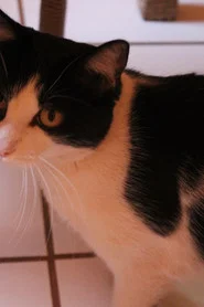 Gustavinha