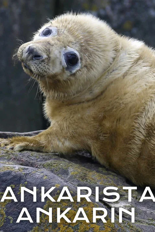 Ankarista ankarin
