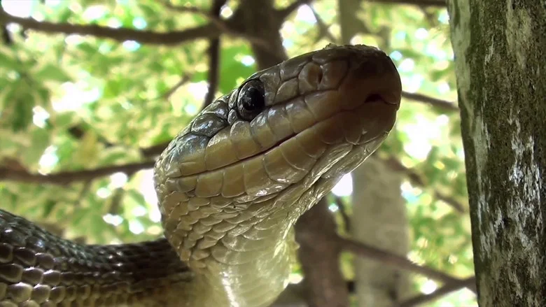 The Secret Life of Snakes screenshot 1