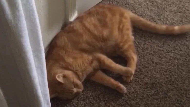 The Adventures of Murphy the Cat #3 screenshot 1