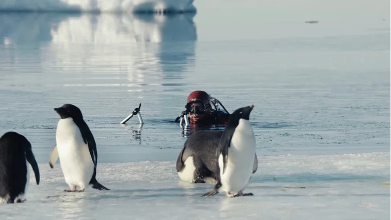 Antarctica, in the footsteps of the Emperor screenshot 5