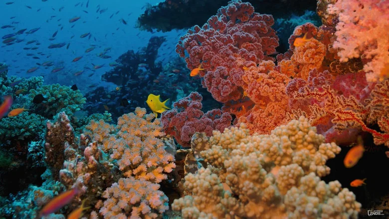 Coral Reef Adventure screenshot 3