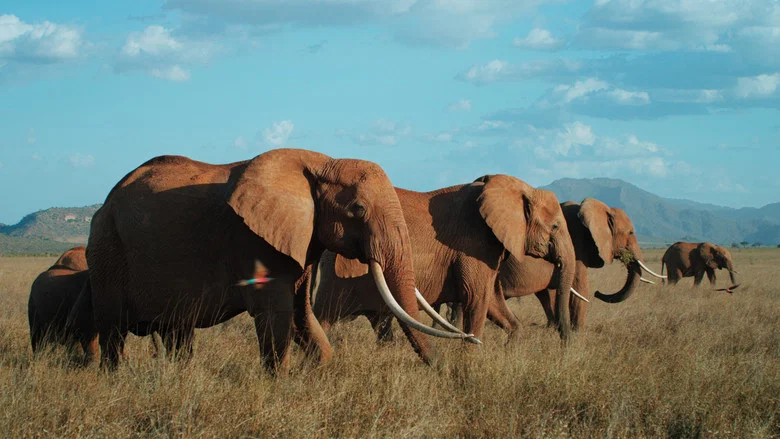 The Elephant Queen screenshot 3