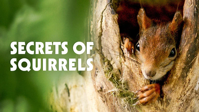 Secrets of Squirrels screenshot 1