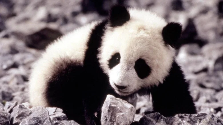 The Amazing Panda Adventure screenshot 1