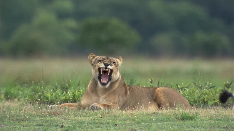 The Real Lion Queen screenshot 3