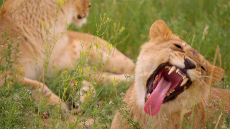 Lion Ark screenshot 7