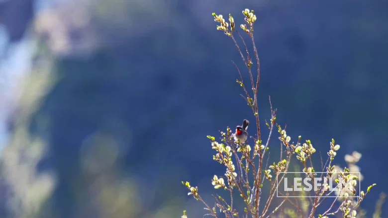 Kamchatka Bears. Life Begins screenshot 7