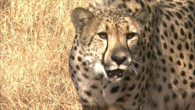Africa's Super Seven screenshot 1