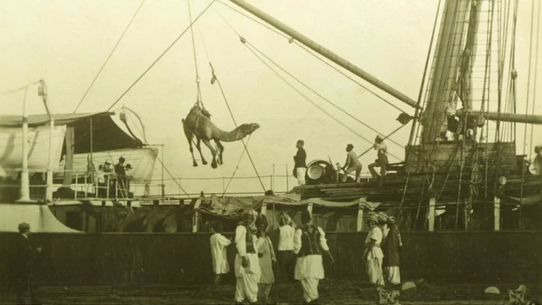 Afghan Cameleer in Australian from 1860-1920 screenshot 1
