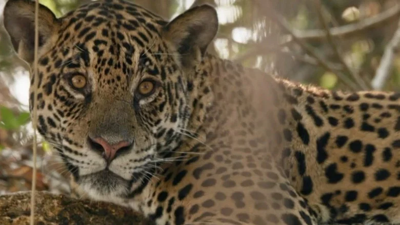 Au nom des jaguars screenshot 1