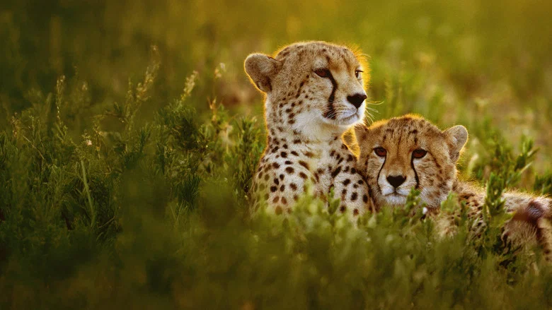 Cheetahs Up Close with Bertie Gregory screenshot 7