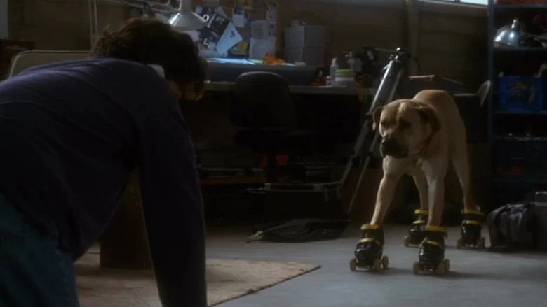 The Truth About Cats & Dogs screenshot 1