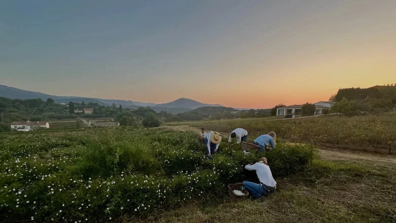 Fleurs à parfum, retour en Grasse screenshot 1