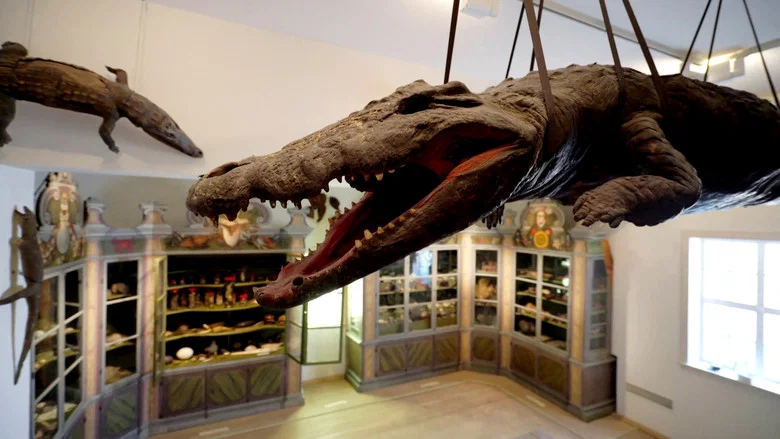 The Cultural History of Museums screenshot 1