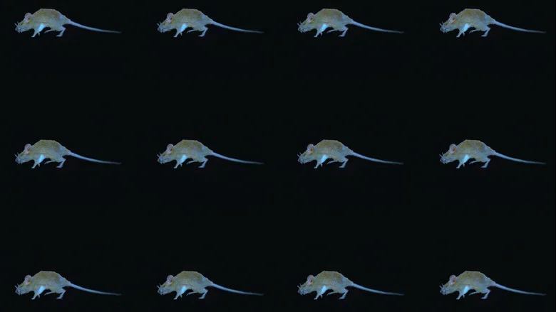 The Experience of a Rat screenshot 1