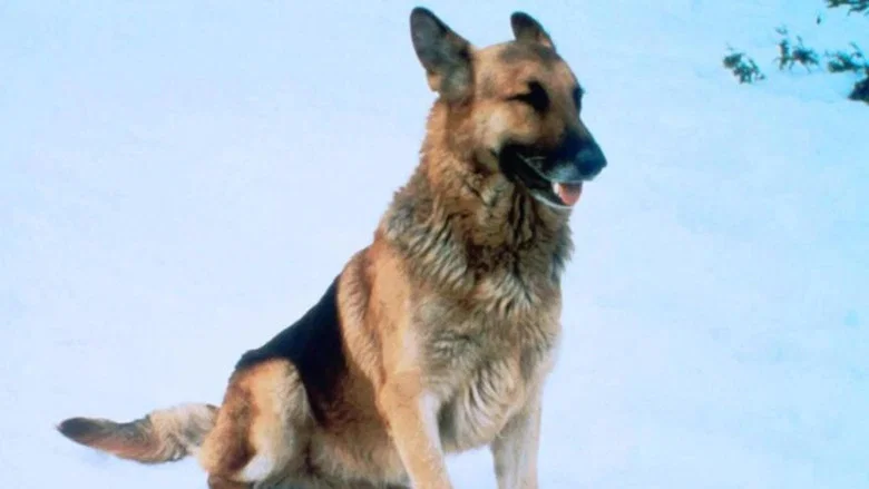 The Courage of Kavik, the Wolf Dog screenshot 1
