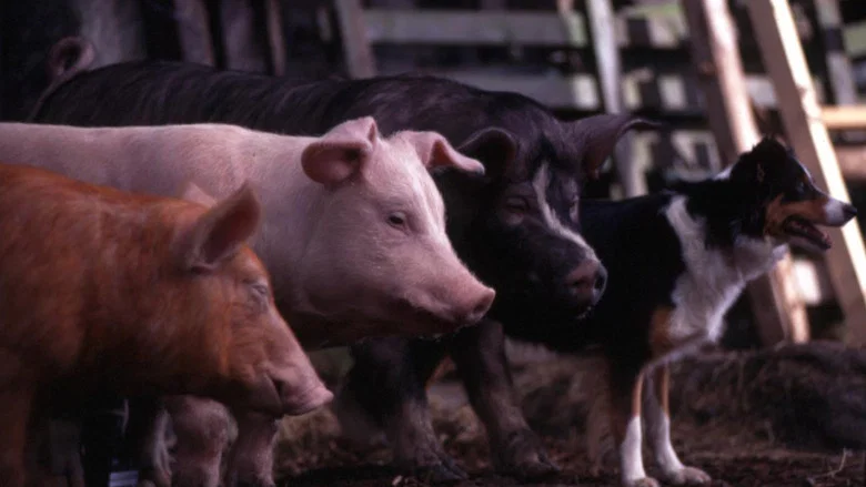 Animal Farm screenshot 3