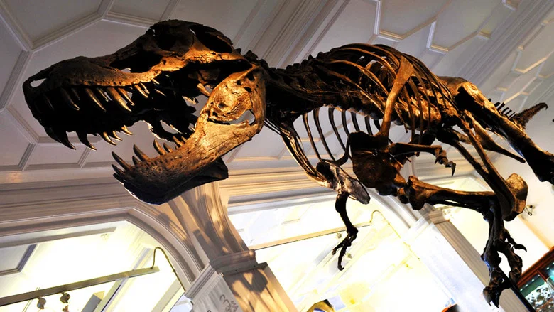 How to Build a Dinosaur screenshot 1