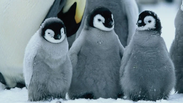 March of the Penguins screenshot 8