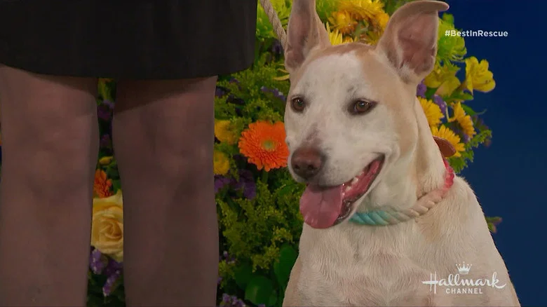 The 2018 American Rescue Dog Show screenshot 7