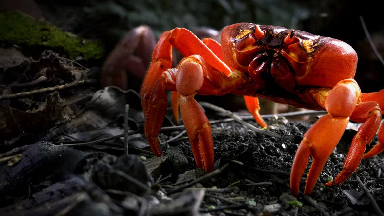 The Giant Robber Crab screenshot 3