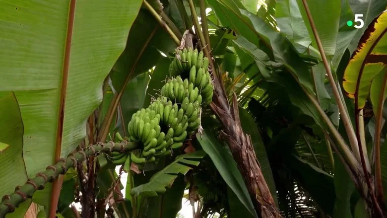 Gardons la banane ! screenshot 2