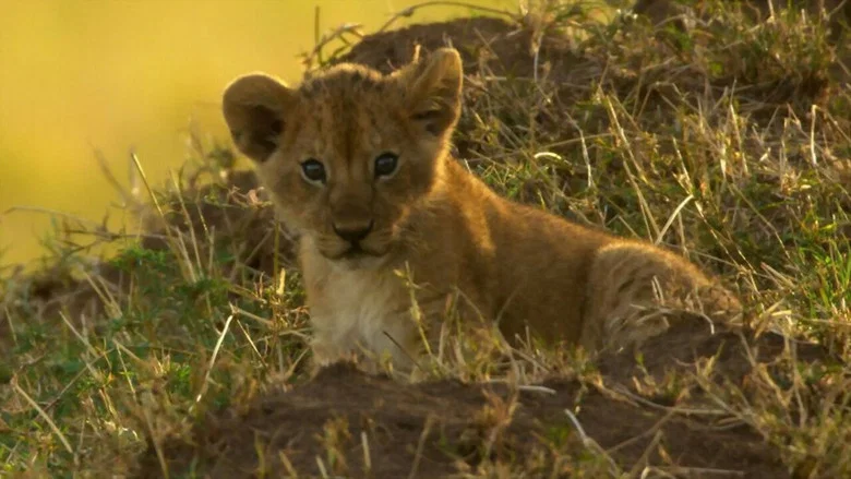 Peur sur la savane screenshot 1