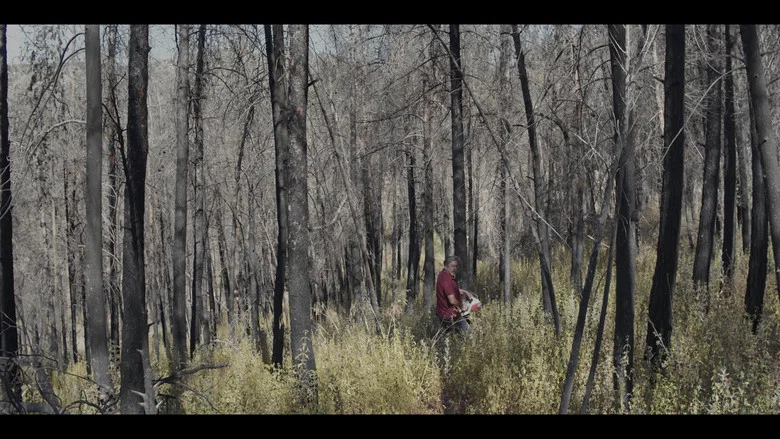 Pines screenshot 1