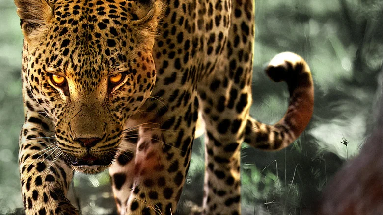 Living with Leopards screenshot 3