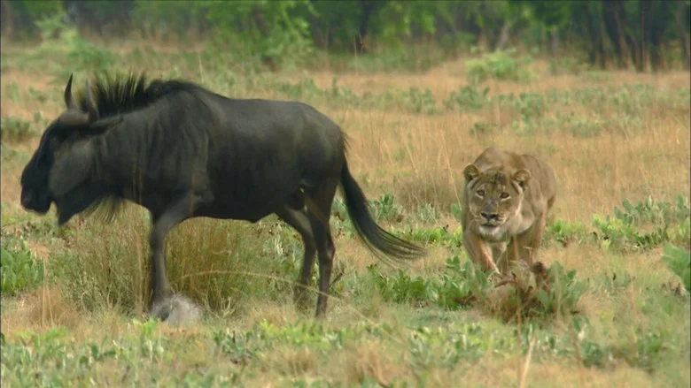 The Real Lion Queen screenshot 2