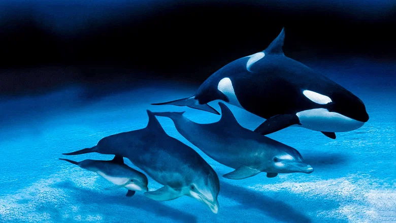 IMAX Dolphins and Whales: Tribes of the Ocean screenshot 1