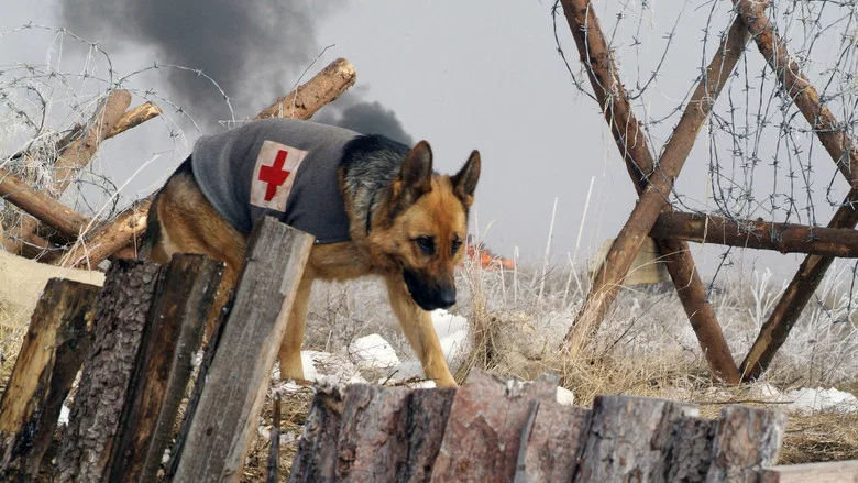 Finding Rin Tin Tin screenshot 1