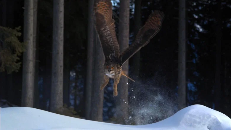 Owl's Odyssey screenshot 2