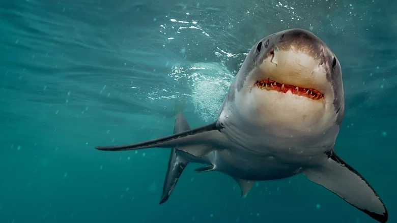 Return of the White Shark screenshot 7