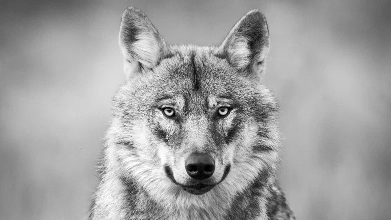 Among the Wolves screenshot 1