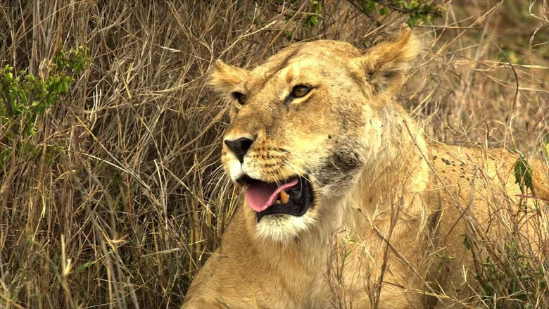 Serengeti: Nature's Greatest Journey screenshot 1