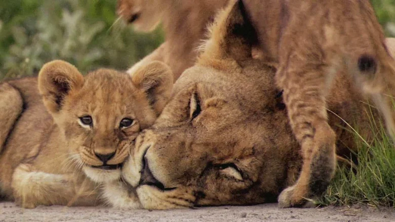 The Last Lions screenshot 7
