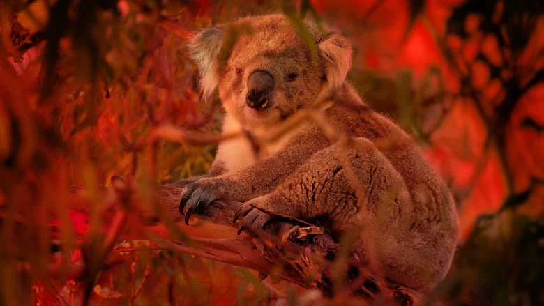 Bushfire Animal Rescue screenshot 2