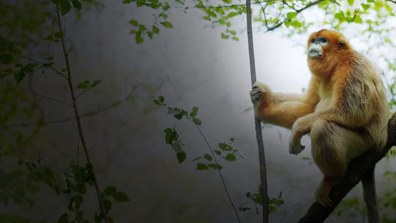 Souvenirs d'un singe doré screenshot 1
