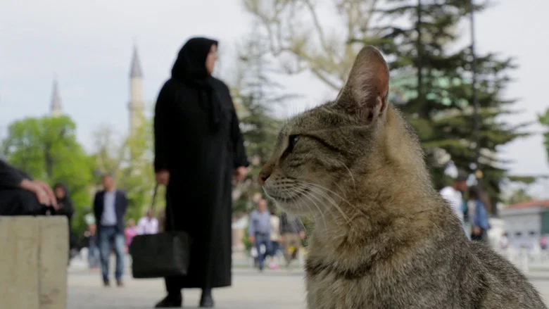 Kedi screenshot 7