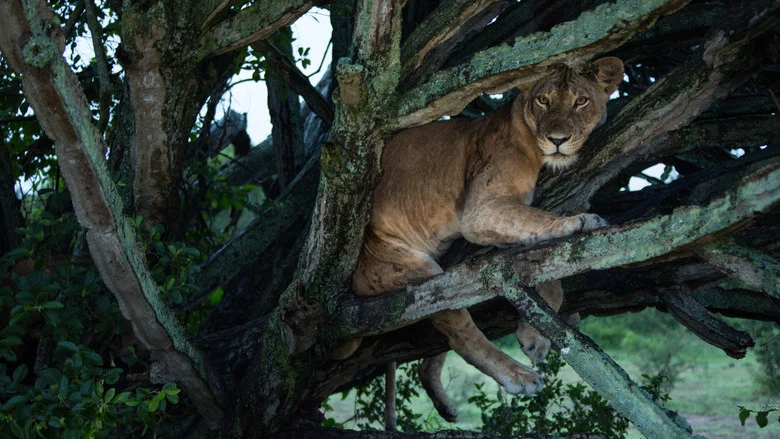 Tree Climbing Lions screenshot 2