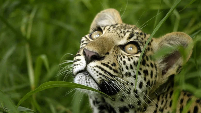 Eye of the Leopard screenshot 1