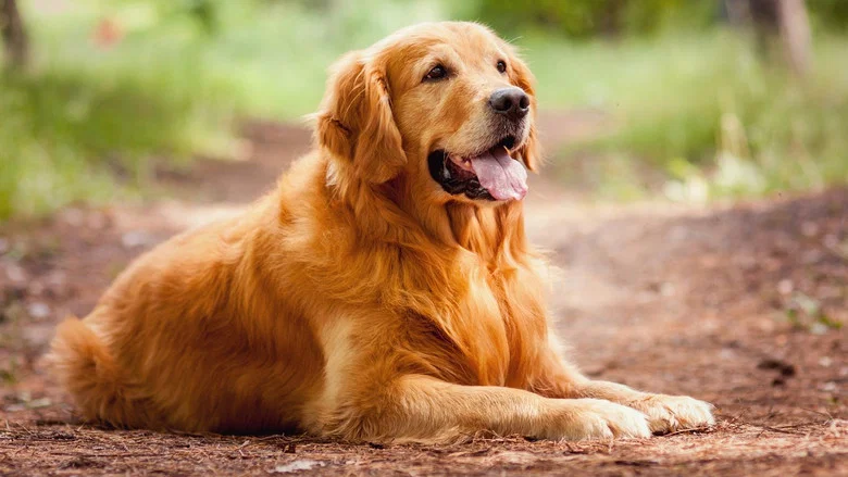 A Dog's Purpose screenshot 4