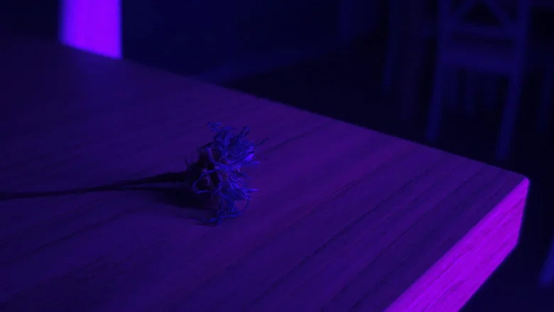 Centaurea screenshot 7