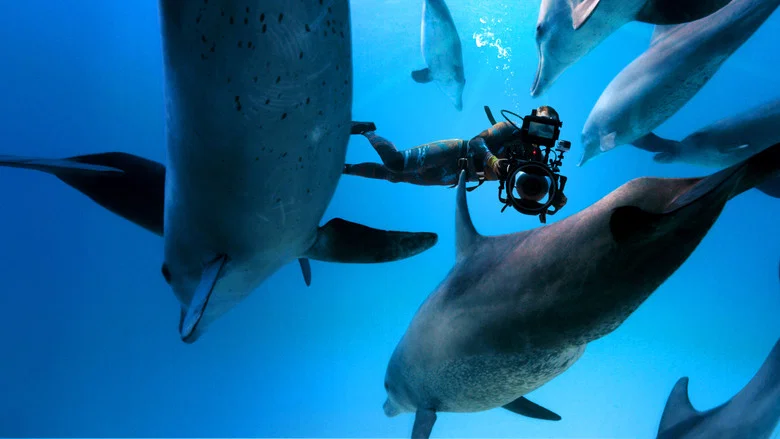 Diving with Dolphins screenshot 5