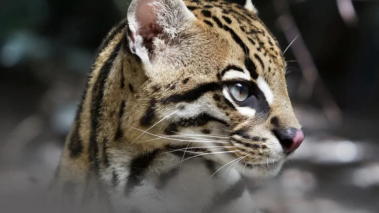 Deep in the Heart: A Texas Wildlife Story screenshot 4