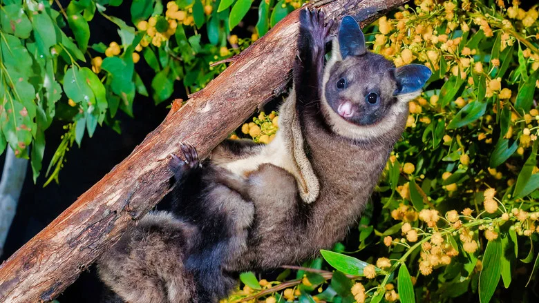When Marsupials Fly: The Eucalyptus Forests of Australia screenshot 1