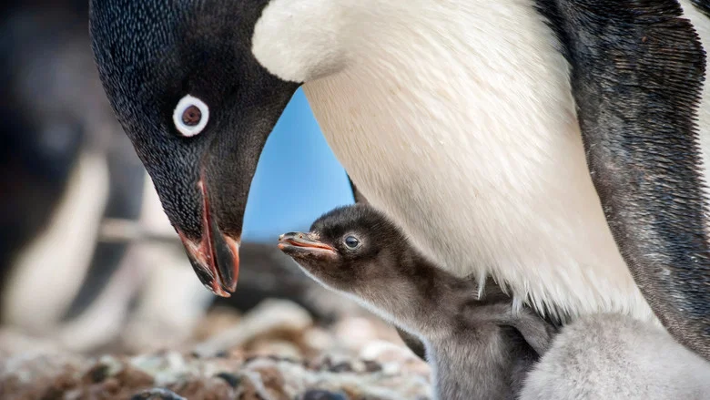 Penguins screenshot 5