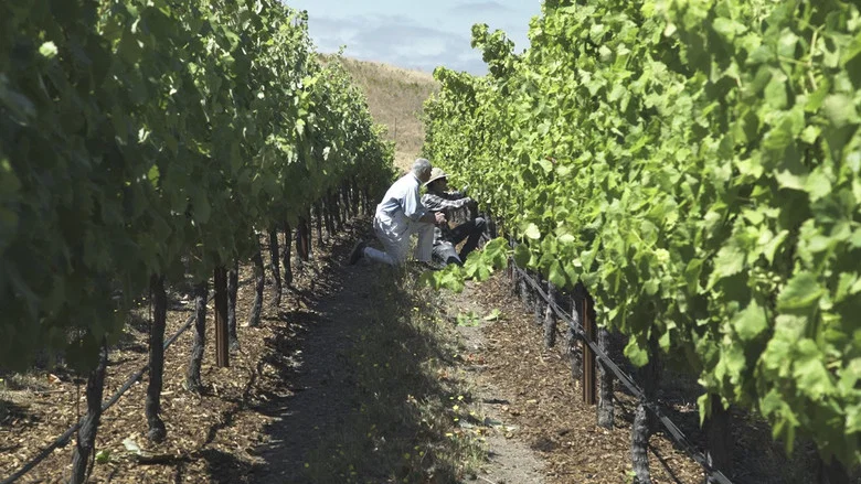 Living Wine screenshot 1
